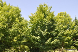 Acer saccharum 'Bonfire' — photo 3